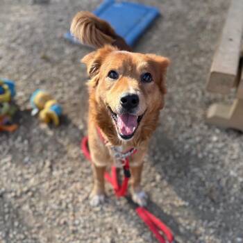 Dugan -  Golden Retriever and Mixed Breed Dog for Adoption in Flintstone, Maryland - Dugan | PetCurious