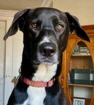 Rescue Black Labrador Retriever and Pointer Dogs for Adoption in Indiantown, Florida - RINGO | PetCurious