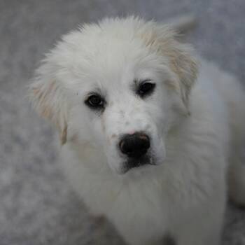 Ted (JN26-06) -  Great Pyrenees and Mixed Breed Dog for Adoption in Peyton, Colorado - Ted (JN26-06) | PetCurious