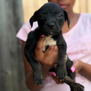 Melissa -  Mixed Breed Dog for Adoption in Buffalo, Minnesota - Melissa | PetCurious
