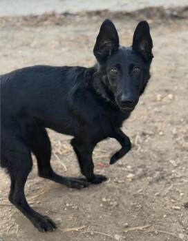 Rescue German Shepherd Dog Dogs for Adoption in Lindenhurst, New York - Lorelai Love | PetCurious