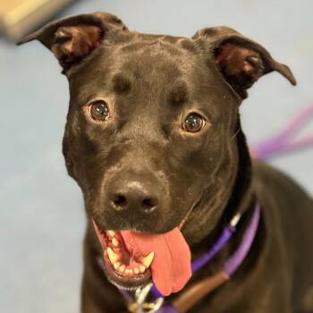 Mixed Breed Dogs Available for Adoption - Sookie | PetCurious