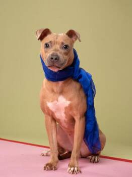 Laurel -  Pit Bull Terrier and Mixed Breed Dog for Adoption in Atlanta, Georgia - Laurel | PetCurious