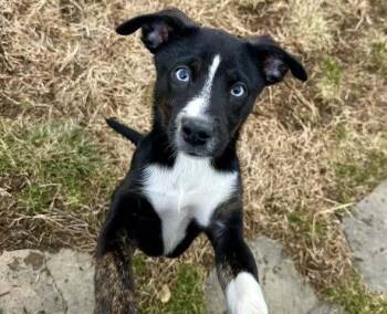 Mixed Breed Dogs Available for Adoption - Koala | PetCurious