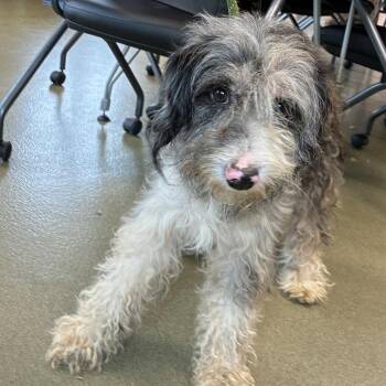Huckleberry -  Australian Shepherd and Poodle Dog for Adoption in Harrisonburg, Virginia - Huckleberry | PetCurious