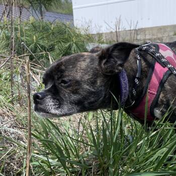 Tilly -  Mixed Breed Dog for Adoption in Enfield, New Hampshire - Tilly | PetCurious