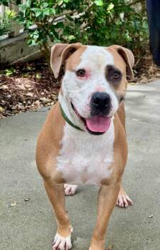 Rescue Bulldog Dogs for Adoption in Hilton Head Island, South Carolina - Jagger | PetCurious