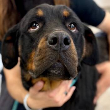 Rottweiler Dogs Available for Adoption in Peyton, Colorado - Sasha - Missouri AP26-100 | PetCurious