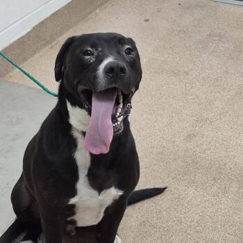 Snake -  Pit Bull Terrier Dog for Adoption in Ardmore, Oklahoma - Snake | PetCurious