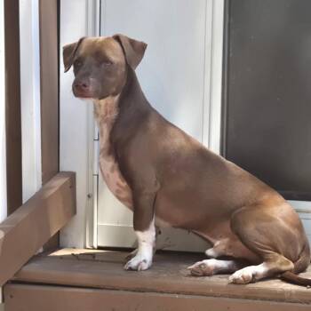 Dachshund Dogs Available for Adoption in Montgomery, Texas - Zac | PetCurious