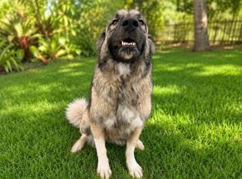 Maggie -  Anatolian Shepherd and Mixed Breed Dog for Adoption in Sebastian, Florida - Maggie | PetCurious