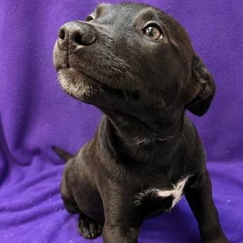Wednesday -  Mixed Breed Dog for Adoption in Waterloo, Iowa - Wednesday | PetCurious