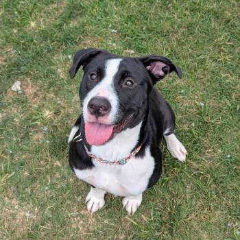 Arlo -  Mixed Breed Dog for Adoption in Harrisonburg, Virginia - Arlo | PetCurious