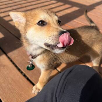 Nintendo -  Mixed Breed Dog for Adoption in Buffalo, Minnesota - Nintendo | PetCurious