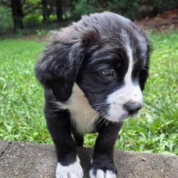 Kimchi -  Bernese Mountain Dog and Saint Bernard Dog for Adoption in Johnson City, Tennessee - Kimchi | PetCurious