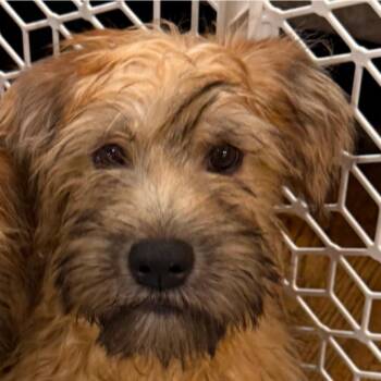 Augie (#336) -  Wheaten Terrier Dog for Adoption in Twin Lakes, Wisconsin - Augie (#336) | PetCurious