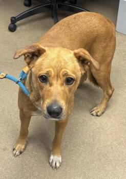 Lacroix -  Mixed Breed Dog for Adoption in Chamblee, Georgia - Lacroix | PetCurious