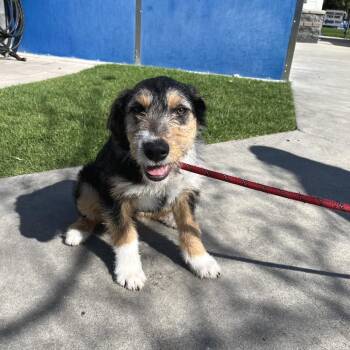 Airedale Terrier and Border Collie Dogs Available for Adoption - Iron Man | PetCurious