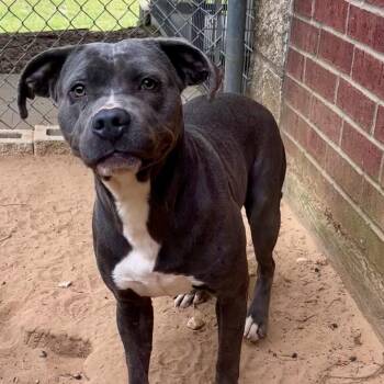 Betty -  Pit Bull Terrier Dog for Adoption in Palestine, Texas - Betty | PetCurious