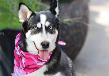 Siberian Husky Dogs Available for Adoption in Walnut Creek, California - Soltice | PetCurious