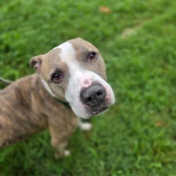 Cabbage -  Pit Bull Terrier Dog for Adoption in Greensboro, North Carolina - Cabbage | PetCurious