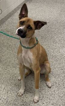 Rescue Mixed Breed Dogs for Adoption in Kansas City, Missouri - Velma | PetCurious