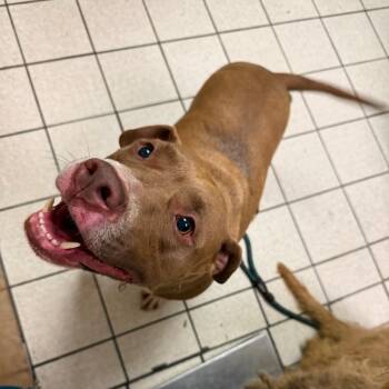Gucci -  Mixed Breed Dog for Adoption in Charleston, West Virginia - Gucci | PetCurious