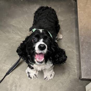 Flo -  Cocker Spaniel and Mixed Breed Dog for Adoption in Dekalb, Illinois - Flo | PetCurious