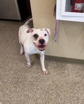 ACE -  American Bulldog Dog for Adoption in Clyde, North Carolina - ACE | PetCurious