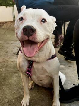 Rescue Pit Bull Terrier Dogs for Adoption in Indian Springs Village, Alabama - Oakley | PetCurious