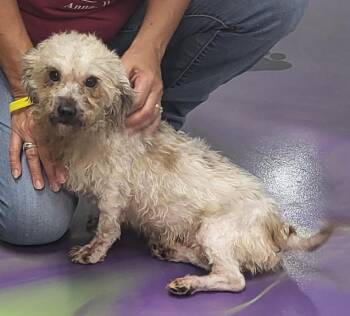 Rescue Yorkshire Terrier Dogs for Adoption in Anna, Illinois - Rhett | PetCurious