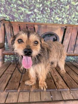 Mixed Breed Dogs Available for Adoption - PEEP Show | PetCurious