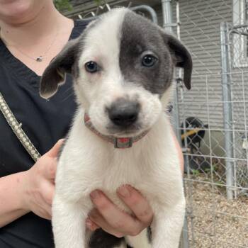 Judy -  Mixed Breed Dog for Adoption in Madison, Wisconsin - Judy | PetCurious
