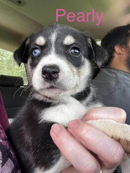 Pearly -  Australian Shepherd Dog for Adoption in Zimmerman, Minnesota - Pearly | PetCurious