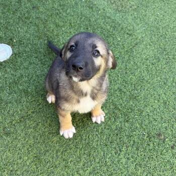 Shepherd and Mixed Breed Dogs Available for Adoption - Wiley | PetCurious