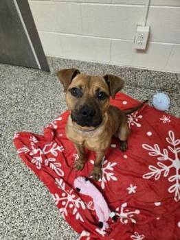 Rusty -  Pit Bull Terrier and Mixed Breed Dog for Adoption in Westland, Michigan - Rusty | PetCurious