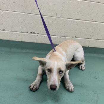 Rescue Mixed Breed Dogs for Adoption in Memphis, Tennessee - Skylar | PetCurious