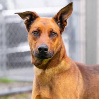 RUMI -  Doberman Pinscher and German Shepherd Dog Dog for Adoption in Camarillo, California - RUMI | PetCurious