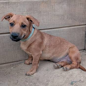 Sunny -  Chiweenie and Terrier Dog for Adoption in Tishomingo, Oklahoma - Sunny | PetCurious