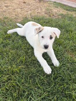 Shepherd and Australian Shepherd Dogs Available for Adoption in Phoenix, Arizona - Erid | PetCurious