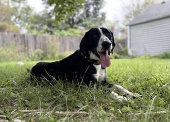 Whistle -  Mixed Breed Dog for Adoption in Columbus, Ohio - Whistle | PetCurious