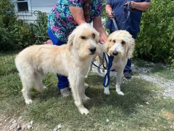 Cooper and Sophia -  Goldendoodle Dog for Adoption in Tulsa, Oklahoma - Cooper And Sophia | PetCurious