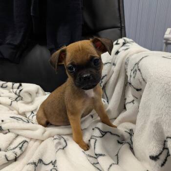 NUTMEG -  Pug Dog for Adoption in Chico, California - NUTMEG | PetCurious