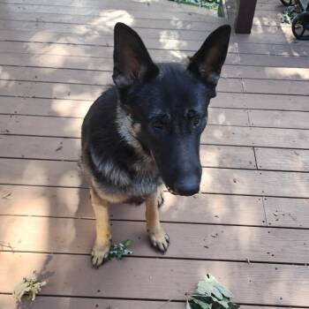 Odie - Home to Home -  German Shepherd Dog Dog for Adoption in South Elgin, Illinois - Odie - Home To Home | PetCurious
