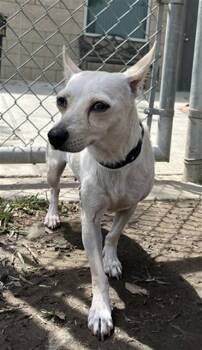 Rescue Jack Russell Terrier Dogs for Adoption in Las Vegas, Nevada - Pebbles | PetCurious