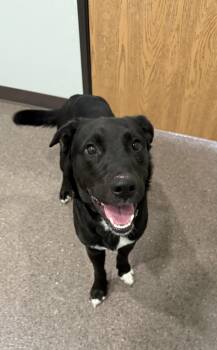 Black Labrador Retriever Dogs Available for Adoption in Sault Ste. Marie, Michigan - Milo | PetCurious