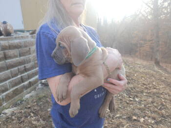 Cane Corso Dogs Available for Sale - Puppy | PetCurious
