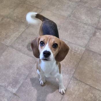 Potato Chip 1633 -  Beagle Dog for Adoption in Loxahatchee Groves, Florida - Potato Chip 1633 | PetCurious