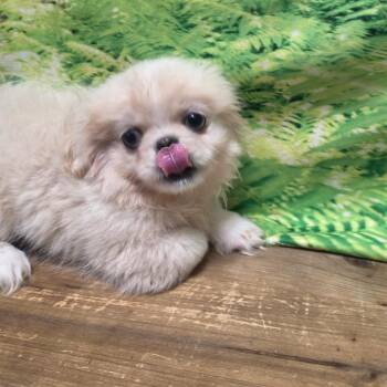 Amber -  Pekingese Dog for Adoption in Normal, Illinois - Amber | PetCurious