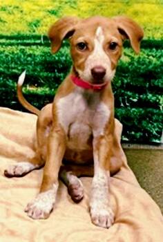Adorable Cookie -  Pit Bull Terrier and Australian Cattle Dog Blue Heeler Dog for Adoption in Hermosa Beach, California - Adorable Cookie | PetCurious